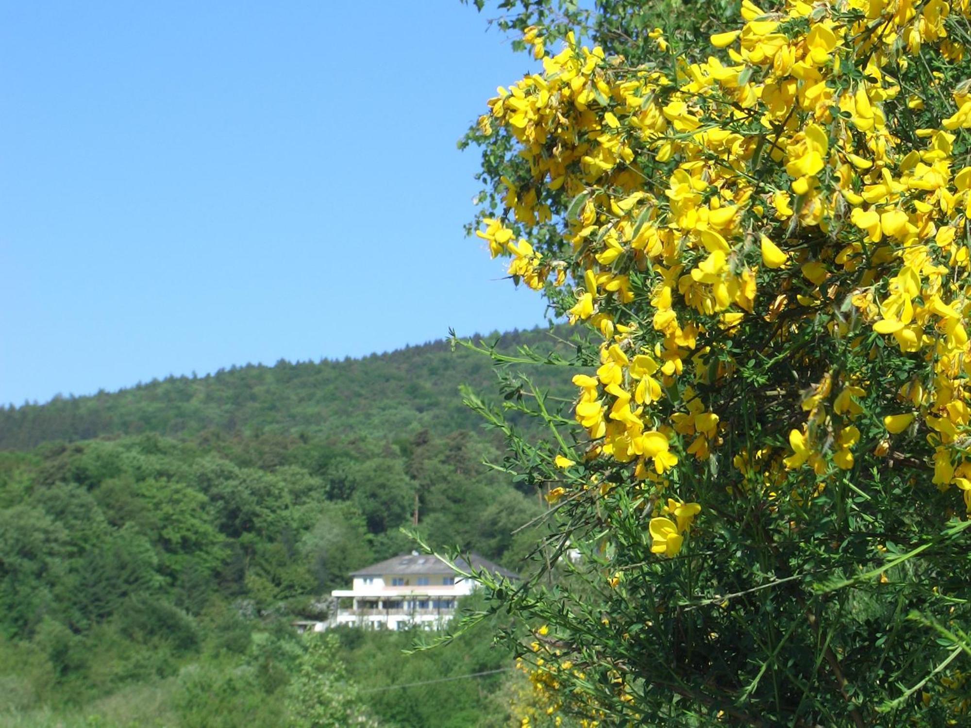 אוסטריך-ווינקל Zum Rebhang Bed & Breakfast מראה חיצוני תמונה